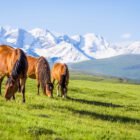 horseback-riding-poland