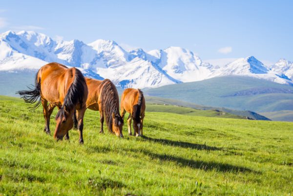 horseback-riding-poland